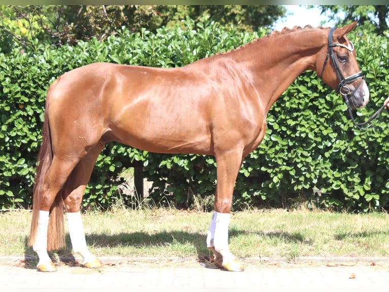 Hannover Castrone 4 Anni 168 cm Sauro in Selsingen