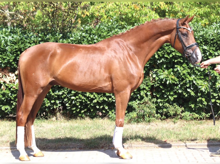 Hannover Castrone 4 Anni 168 cm Sauro in Selsingen