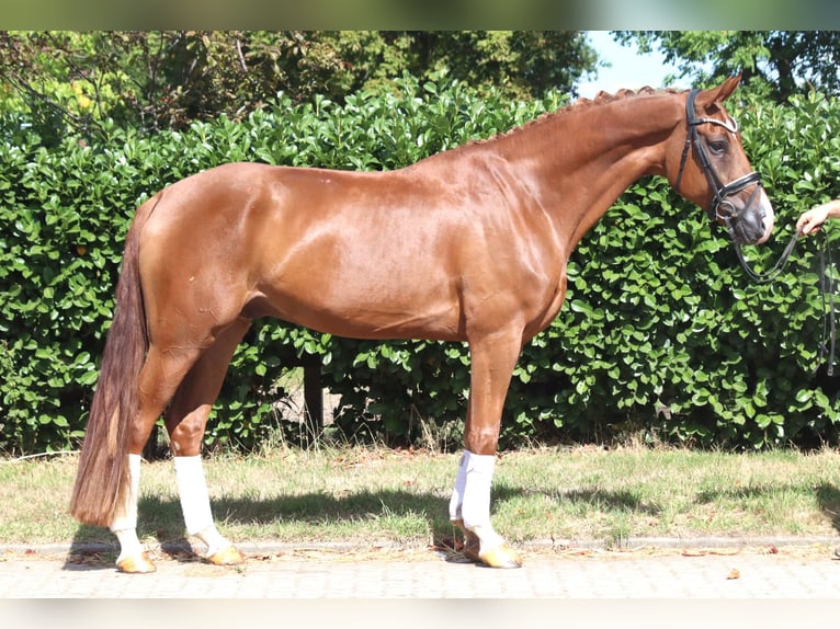 Hannover Castrone 4 Anni 168 cm Sauro in Selsingen
