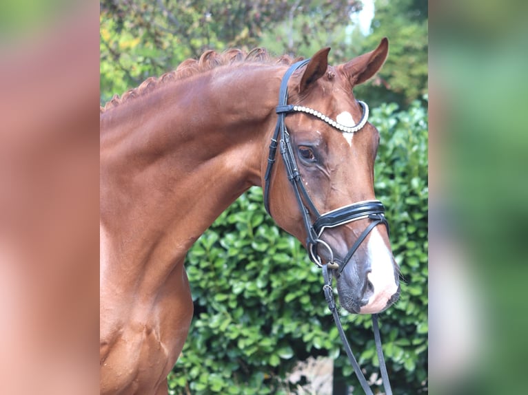 Hannover Castrone 4 Anni 168 cm Sauro in Selsingen