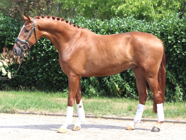 Hannover Castrone 4 Anni 168 cm Sauro in Selsingen
