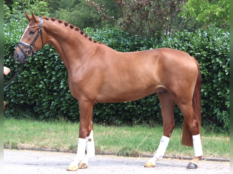 Hannover Castrone 4 Anni 168 cm Sauro in Selsingen