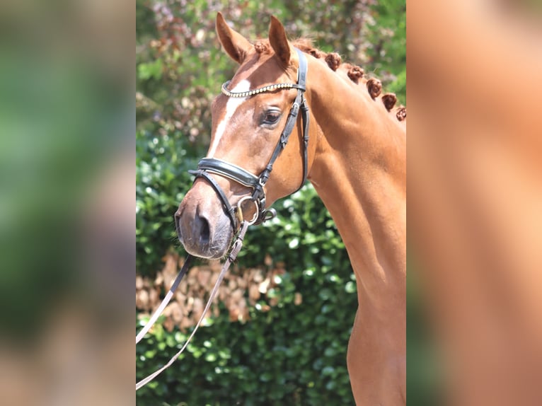 Hannover Castrone 4 Anni 168 cm Sauro in Selsingen