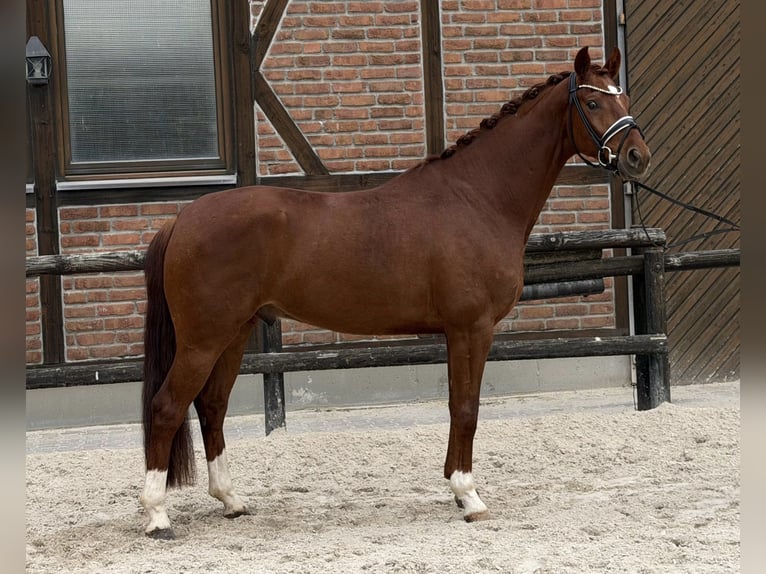 Hannover Castrone 4 Anni 168 cm Sauro in Heidesheim am Rhein