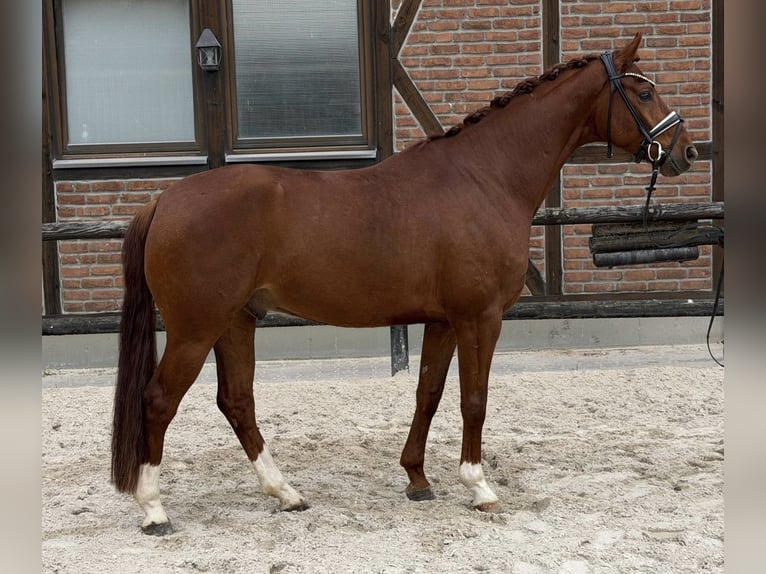 Hannover Castrone 4 Anni 168 cm Sauro in Heidesheim am Rhein