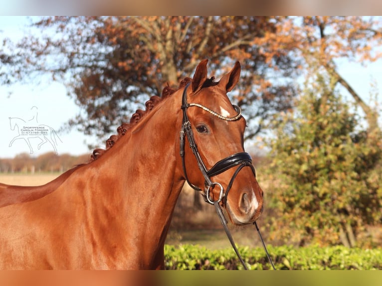 Hannover Castrone 4 Anni 168 cm Sauro in Reeßum