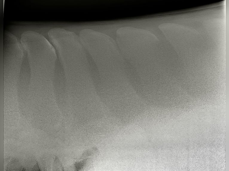 Hannover Castrone 4 Anni 168 cm Sauro in Sandbostel