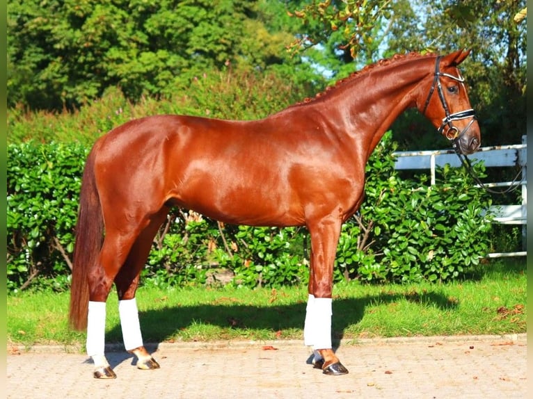 Hannover Castrone 4 Anni 168 cm Sauro in Selsingen