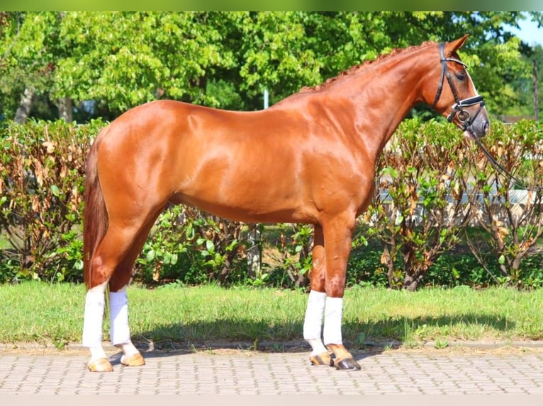 Hannover Castrone 4 Anni 168 cm Sauro in Selsingen