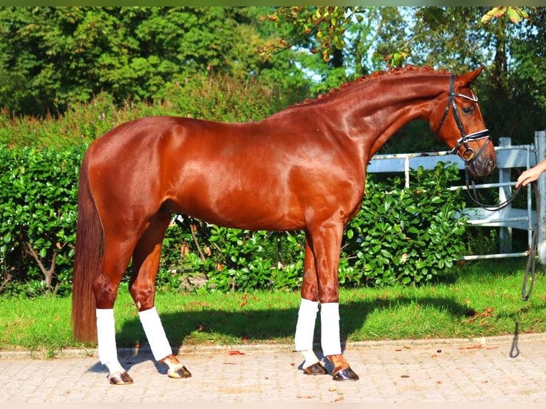 Hannover Castrone 4 Anni 168 cm Sauro in Selsingen