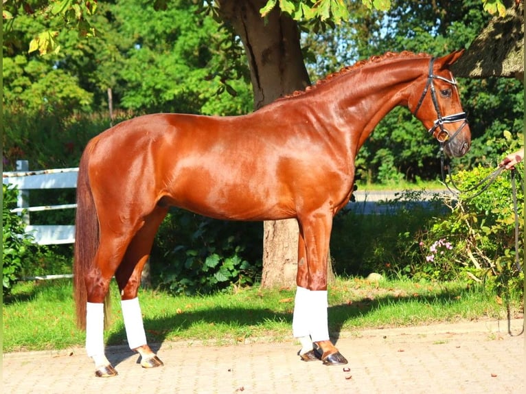 Hannover Castrone 4 Anni 168 cm Sauro in Selsingen