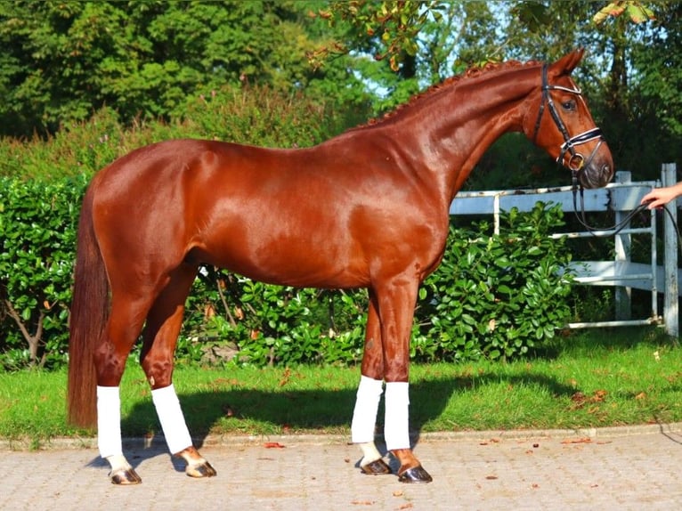 Hannover Castrone 4 Anni 168 cm Sauro in Selsingen