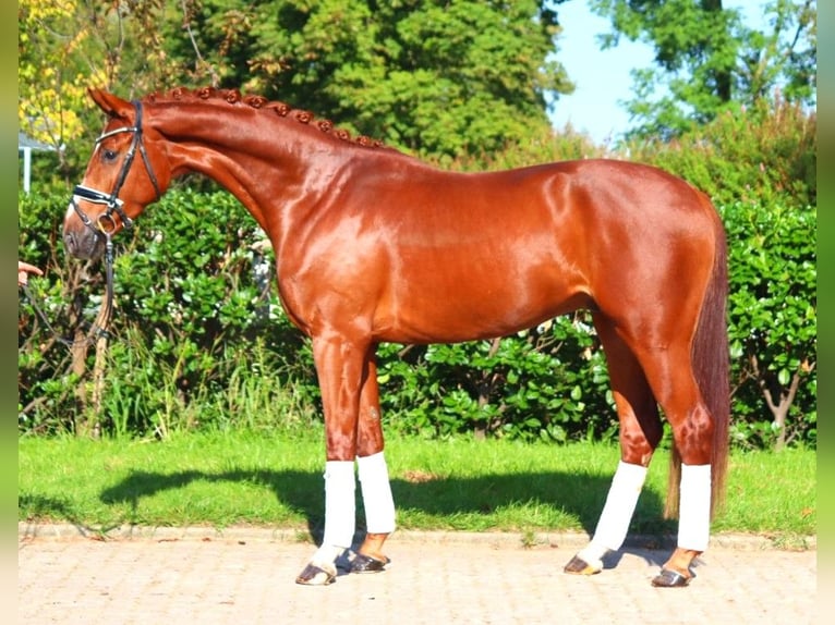 Hannover Castrone 4 Anni 168 cm Sauro in Selsingen