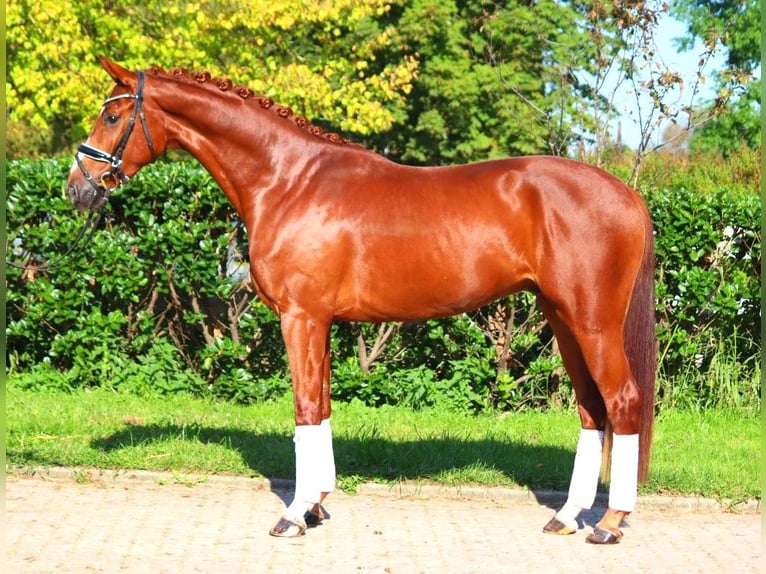 Hannover Castrone 4 Anni 168 cm Sauro in Selsingen