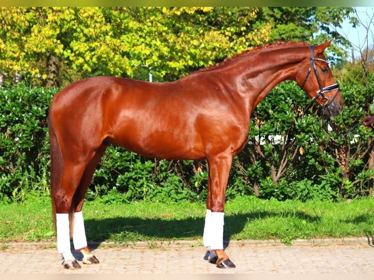 Hannover Castrone 4 Anni 168 cm Sauro in Selsingen