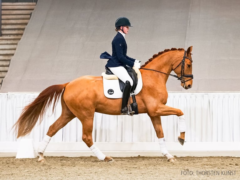 Hannover Castrone 4 Anni 168 cm Sauro in Verden