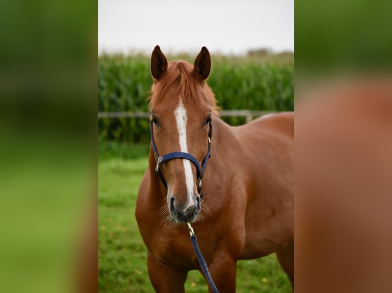 Hannover Castrone 4 Anni 168 cm Sauro in Kolbermoor