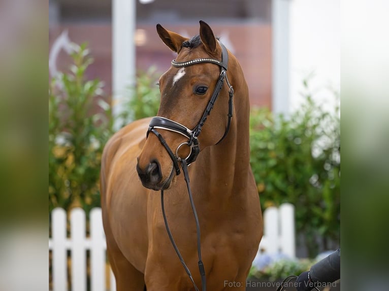 Hannover Castrone 4 Anni 169 cm Baio in Verden