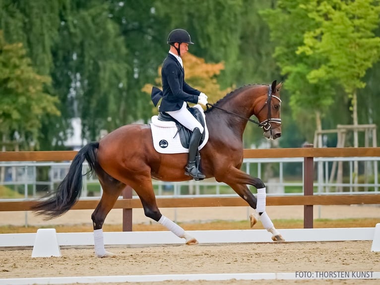Hannover Castrone 4 Anni 169 cm Baio in Verden