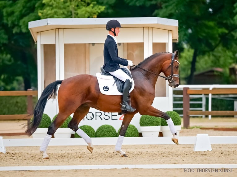 Hannover Castrone 4 Anni 169 cm Baio in Verden