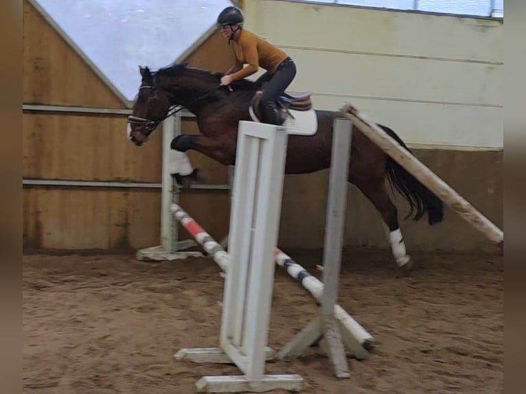 Hannover Castrone 4 Anni 169 cm Baio scuro in Braunschweig