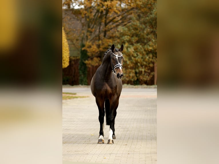 Hannover Castrone 4 Anni 169 cm Baio scuro in Vechta