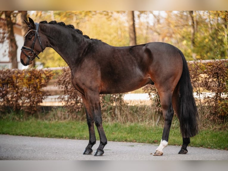 Hannover Castrone 4 Anni 169 cm Baio scuro in Wehringen