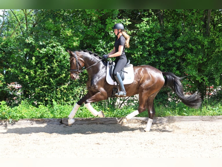 Hannover Castrone 4 Anni 169 cm Baio scuro in Fröndenberg