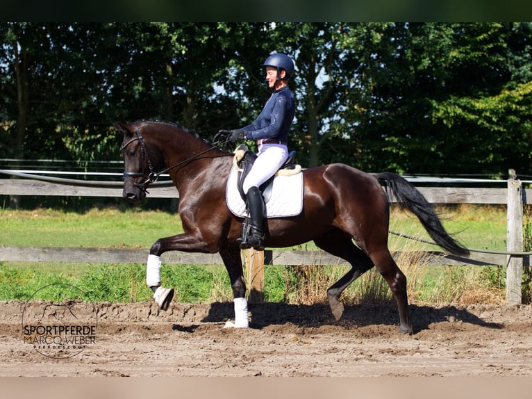 Hannover Castrone 4 Anni 169 cm Morello in Schapen