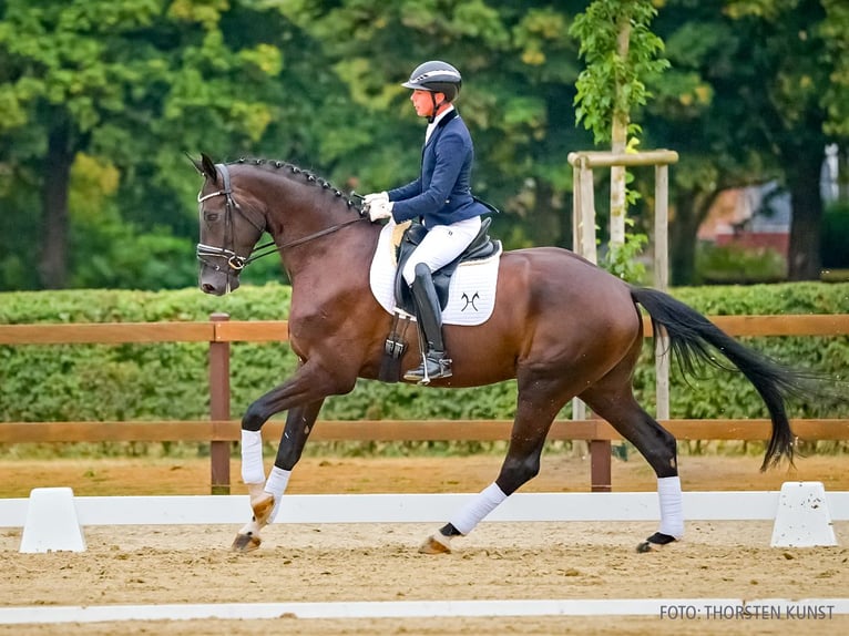Hannover Castrone 4 Anni 169 cm Morello in Verden