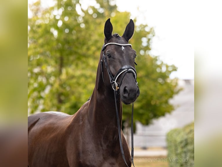 Hannover Castrone 4 Anni 169 cm Morello in Verden