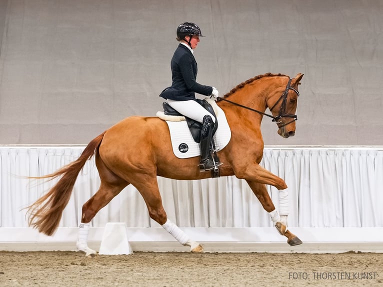 Hannover Castrone 4 Anni 169 cm Sauro in Verden