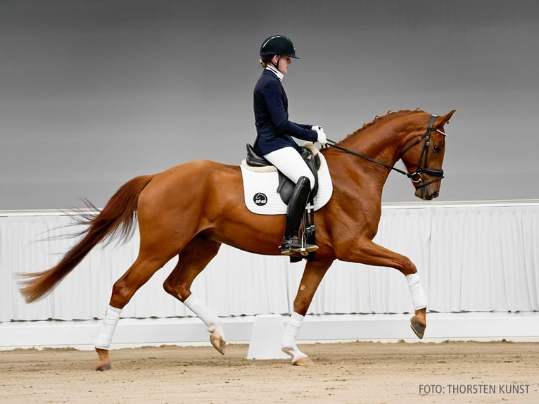 Hannover Castrone 4 Anni 169 cm Sauro scuro in Verden