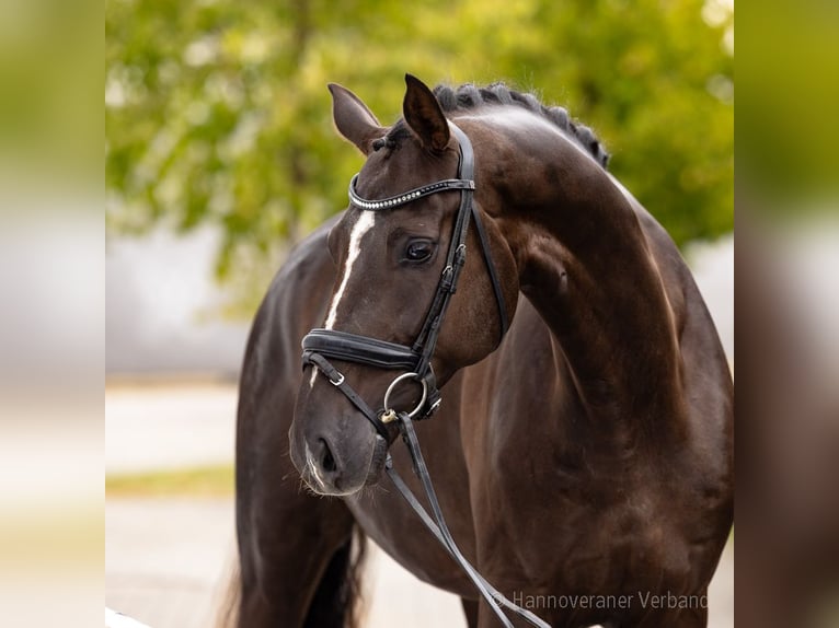 Hannover Castrone 4 Anni 169 cm Sauro scuro in Verden