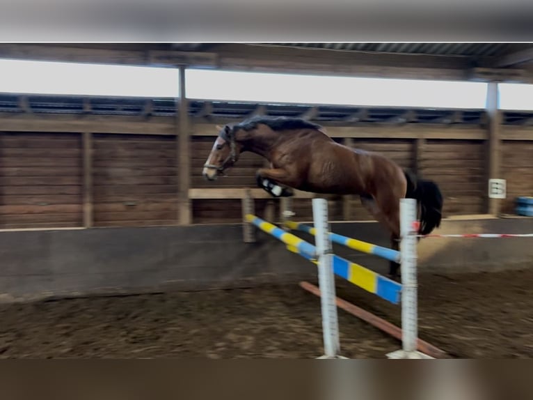 Hannover Castrone 4 Anni 170 cm Baio in Oerel