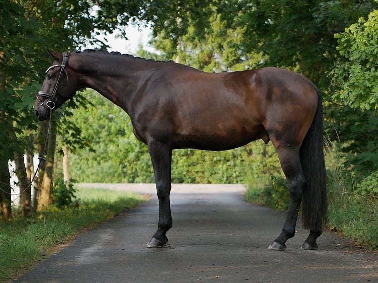 Hannover Castrone 4 Anni 170 cm Baio in Dornbirn