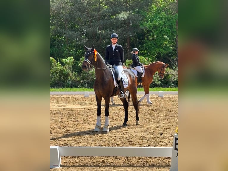Hannover Castrone 4 Anni 170 cm Baio in Sandbostel