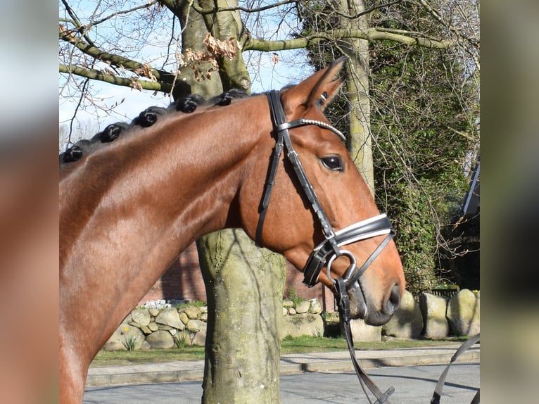 Hannover Castrone 4 Anni 170 cm Baio in Fredenbeck