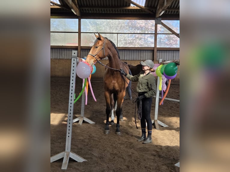 Hannover Castrone 4 Anni 170 cm Baio in Fredenbeck