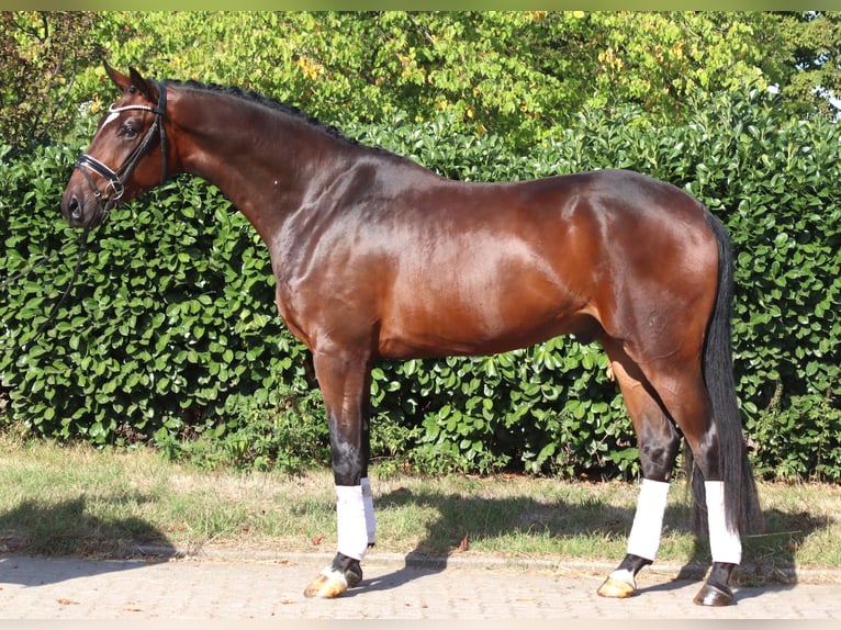 Hannover Castrone 4 Anni 170 cm Baio in Selsingen