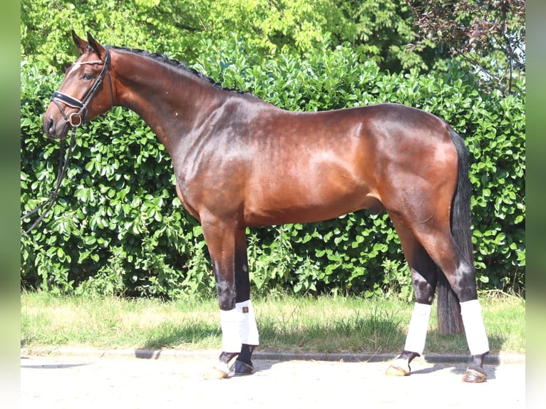 Hannover Castrone 4 Anni 170 cm Baio in Selsingen