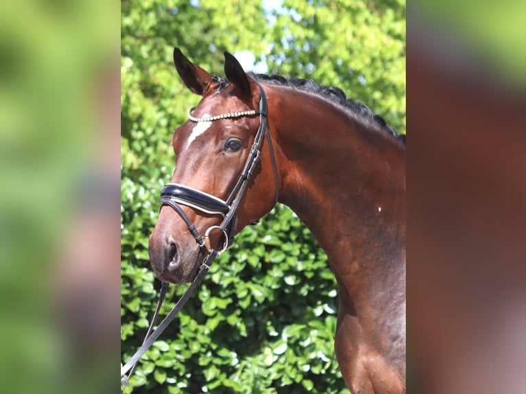 Hannover Castrone 4 Anni 170 cm Baio in Selsingen