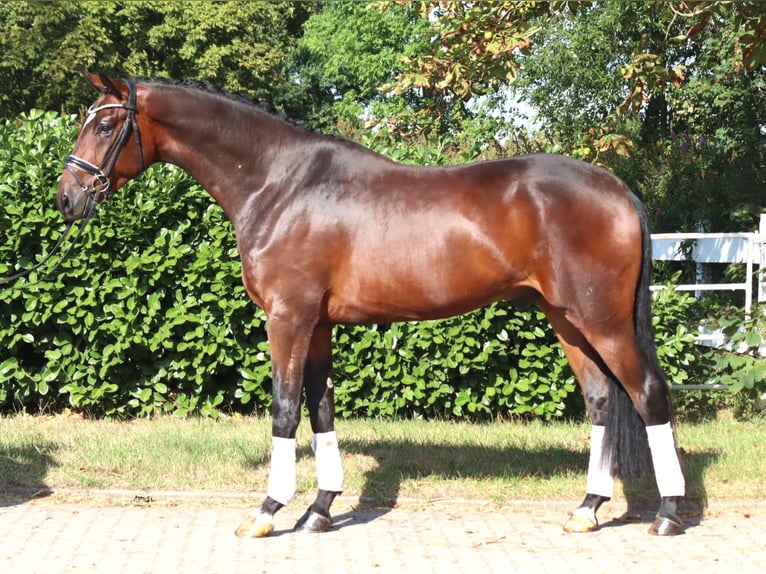Hannover Castrone 4 Anni 170 cm Baio in Selsingen