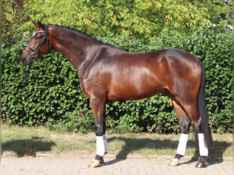 Hannover Castrone 4 Anni 170 cm Baio in Selsingen