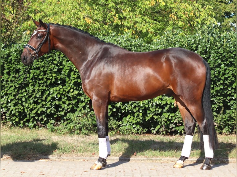 Hannover Castrone 4 Anni 170 cm Baio in Selsingen