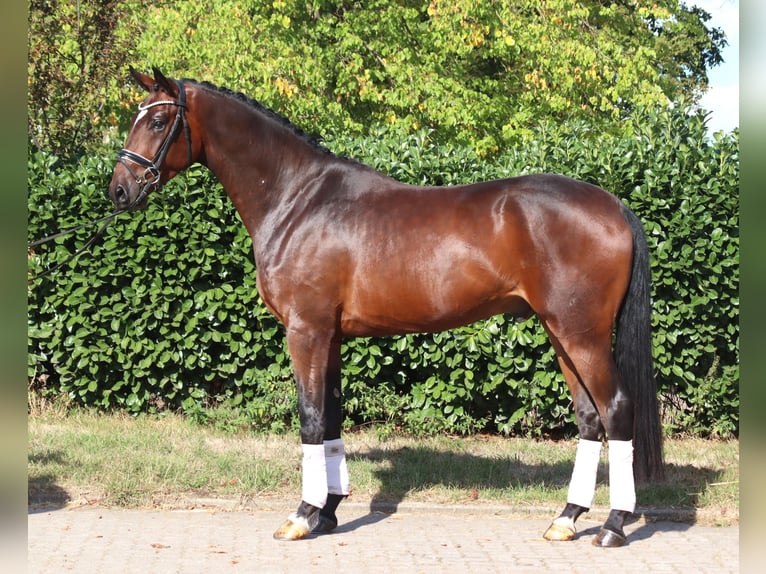 Hannover Castrone 4 Anni 170 cm Baio in Selsingen
