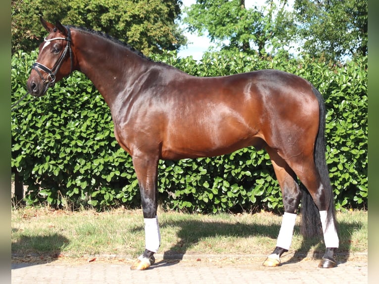 Hannover Castrone 4 Anni 170 cm Baio in Selsingen