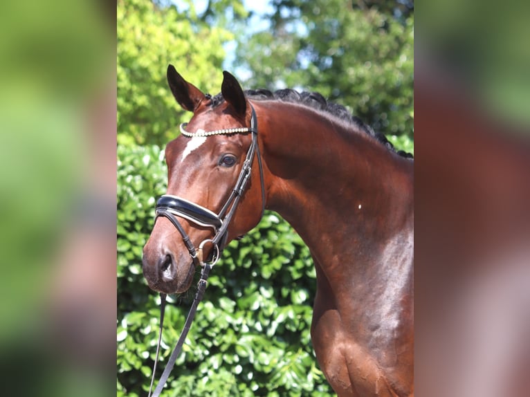 Hannover Castrone 4 Anni 170 cm Baio in Selsingen