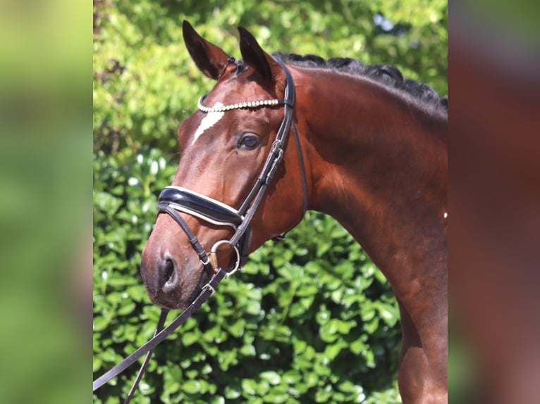 Hannover Castrone 4 Anni 170 cm Baio in Selsingen