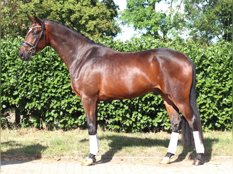 Hannover Castrone 4 Anni 170 cm Baio in Selsingen